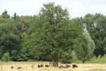 Wolfkaterweg